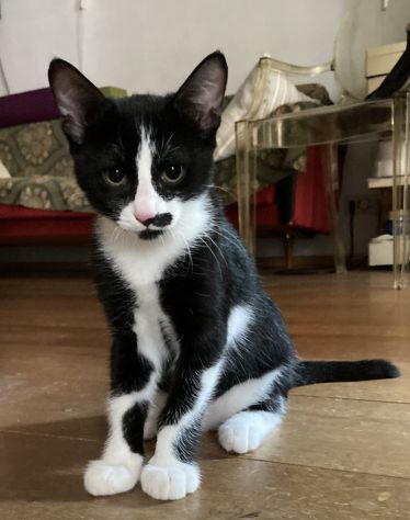 gattino tuxedo di 4 mesi - Foto 2