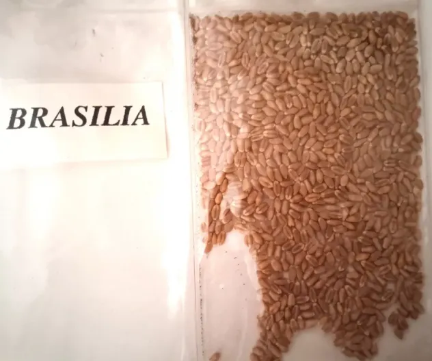 Campioni di Grano antico da semina - Foto 2