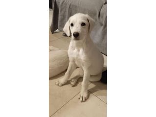Femmina 4mesi mix Maremmana/spinoncina SOS CASA CAGLIARI
