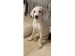 Femmina 5mesi mix Maremmana/spinoncina SOS CASA CAGLIARI
