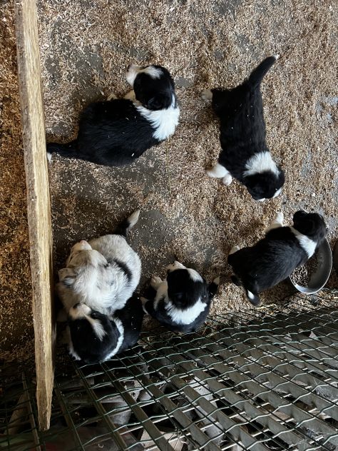 Cuccioli di Border - Foto 9