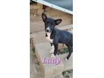 cuccioli lady e teso in regalo