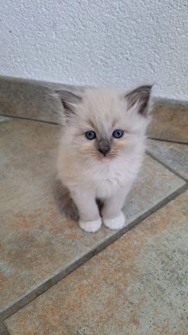 🐾Gattini di razza siberiana ipoallergenici🐾 - Foto 9