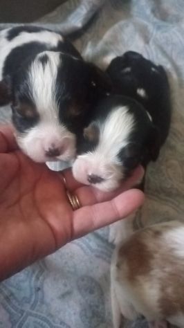 CUCCIOLI DI CAVALIER KING DA PRIVATO - Foto 3