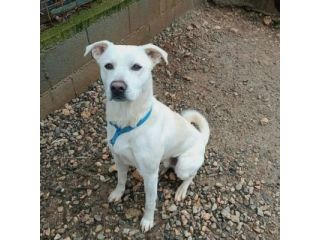 CALI' CAGNOLINO IN ADOZIONE