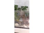 Acquario