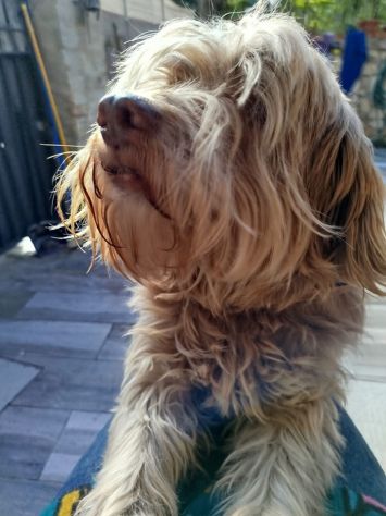 Gigi simil lagotto - Foto 9