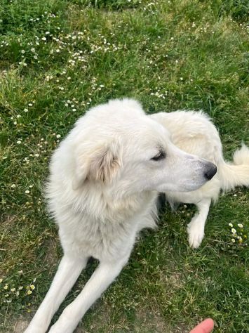 GERICO SPLENDIDO PMA CANE IN ADOZIONE - Foto 7