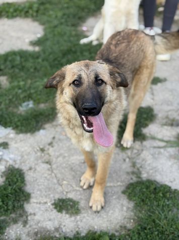ANNIE, cucciola mix PASTORE TEDESCO! Stupenda - Foto 5