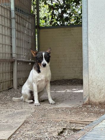 Bonnie: adozione del cuore - Foto 9