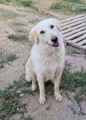 CHLOE cagnolina tg. Grande cerca con urgenza una nuova famiglia - Foto 10