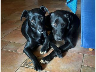 PLUTO, 2 ANNI, ROSARIO, 11 MESI, TAGLIA MEDIO CONTENUTA CERCANO CASA!