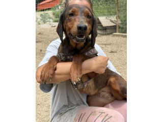 NOXY, piccola DACHSBRACKE super coccolona!