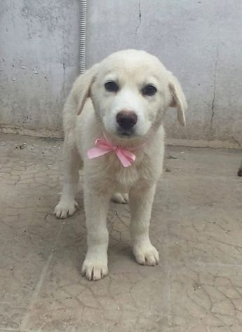 Dolcissimi cuccioli in adozione futura tg. media - Foto 3