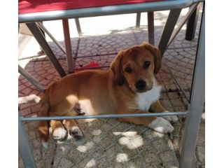 BRIO adorabile cucciolo futura tg medio grande