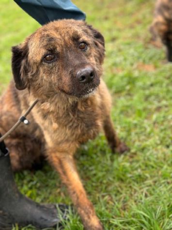TOBY un mondo da scoprire, CANE IN ADOZIONE - Foto 6
