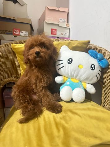 BARBONCINI TOY ROSSO SCURO CON PEDIGREE ENCI – 4 MESI ❤️ - Foto 2