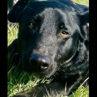 AARON coccolone e amorevole cane in adozione - Foto 9