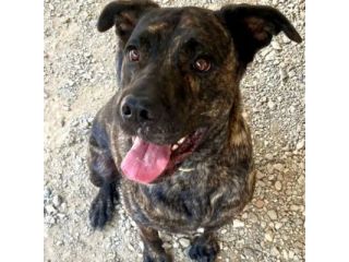 LENNY MAGNIFICA CAGNOLONA IN ADOZIONE