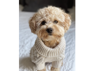 maltipoo