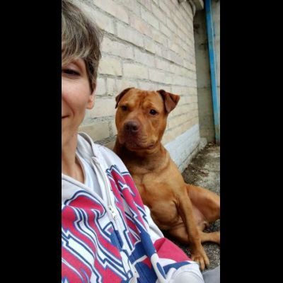 EMMER UNA NUOVA VITA, CANE IN ADOZIONE - Foto 5
