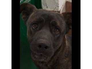 AMOS GIOVANE BELLO GIOCHERELLONE CAGNOLINO IN ADOZIONE