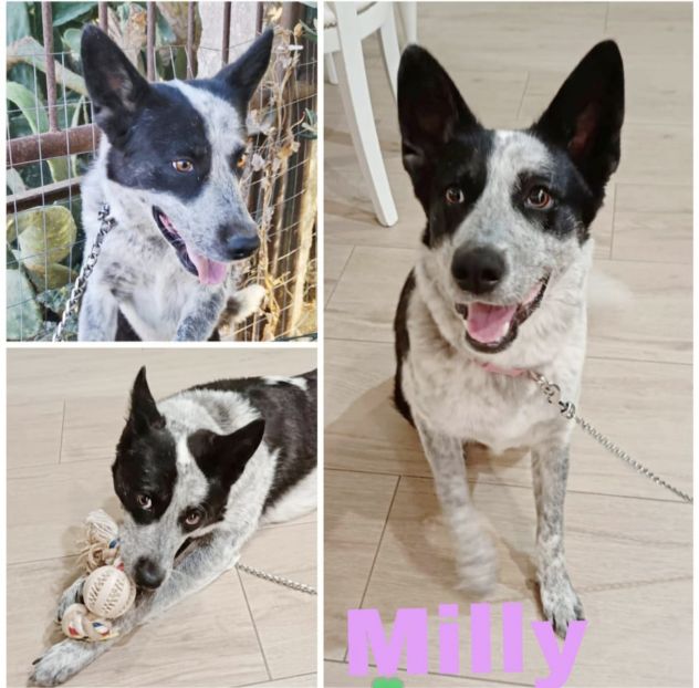 MILLY una bella cagnolina mix husky in adozione è ancora qui e cerca casa