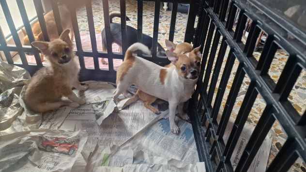 Chihuahua pelo corto crema - Foto 9