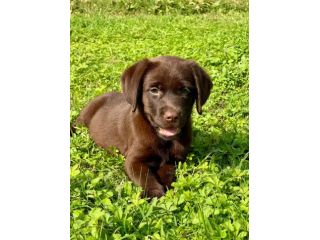 LABRADOR RETRIEVER CUCCIOLI CIOCCOLATO