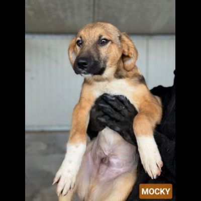 CUCCIOLI IN ADOZIONE : MOCKY GIOIOSO E CURIOSO TG MEDIA - Foto 2