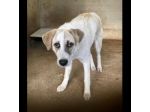 HANSIA, UN MIRACOLO DI  LIBERTÀ CAGNOLINA IN ADOZIONE