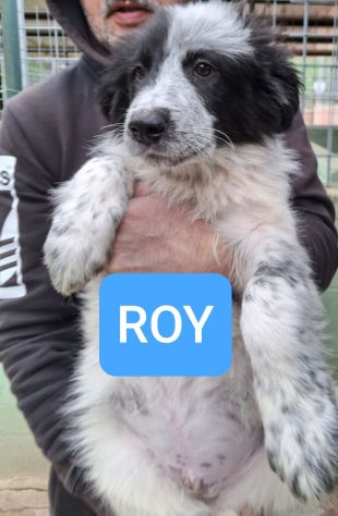 CUCCIOLI 3 MESI taglia media grande NATI IN CANILE