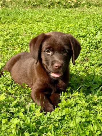 LABRADOR RETRIEVER CUCCIOLI CIOCCOLATO
