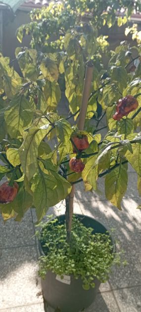Peperoncini Carolina Reaper, ecc...Semi..... - Foto 7