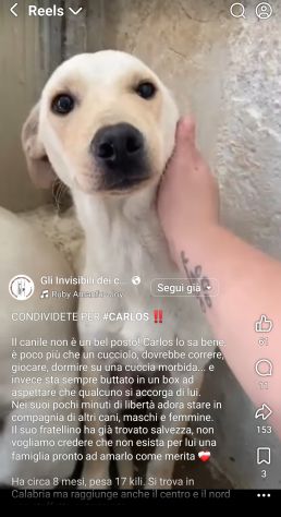 CARLOS SIMIL LABRADOR IN MINIATURA CUCCIOLO IN ADOZIONE - Foto 8