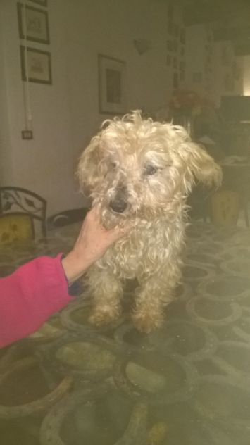 RUDY, affettuosissimo yorkshire