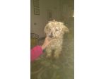 RUDY, affettuosissimo yorkshire