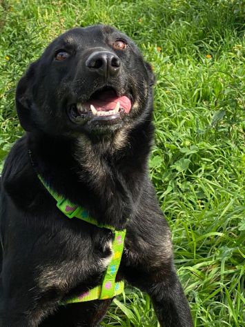 Amos da cucciolo vive in canile - Foto 8