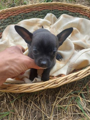 Cuccioli chihuahua mini. - Foto 5