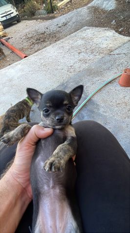 Cuccioli di Chihuahua 🐶 - Foto 5