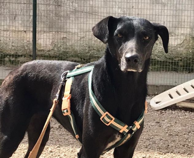 Niura, da cucciola vive in canile - Foto 2