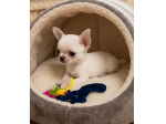 CHIHUAHUA TOY CUCCIOLI DISPONIBILI da 50 euro al mese