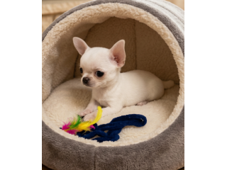 CHIHUAHUA TOY CUCCIOLI DISPONIBILI da 50 euro al mese