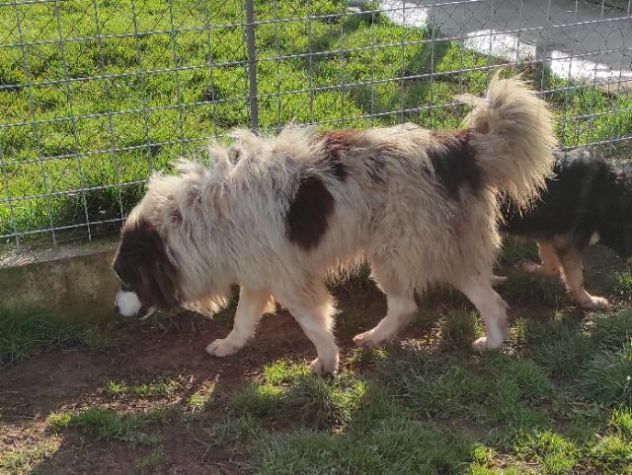 CANE IN ADOZIONE: PEGGY, dolce e determinata. - Foto 7