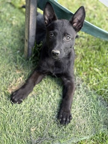 3 dolci CUCCIOLI total black! Bellissimi - Foto 8