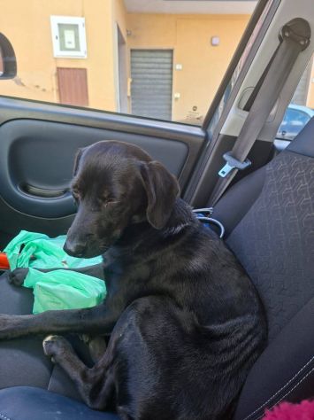 Luna - Foto 2
