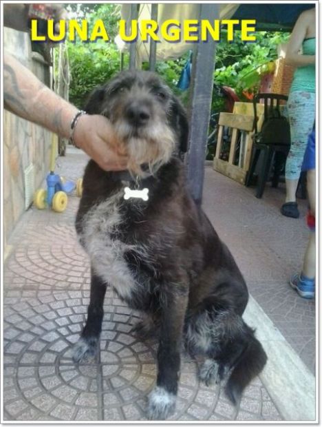 LUNA, dolcissima mix spinone - Foto 3