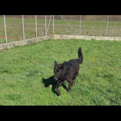 ALBERTO, lupetto allegro socievole taglia medio contenuta, CAGNOLINO IN ADOZIONE - Foto 10