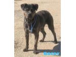 ROCKY giovane Rottweiler cerca urgentemente casa.. apri il suo box salvalo!