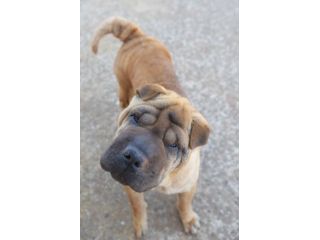Adotta Anita dal canile, dimil Shar pei